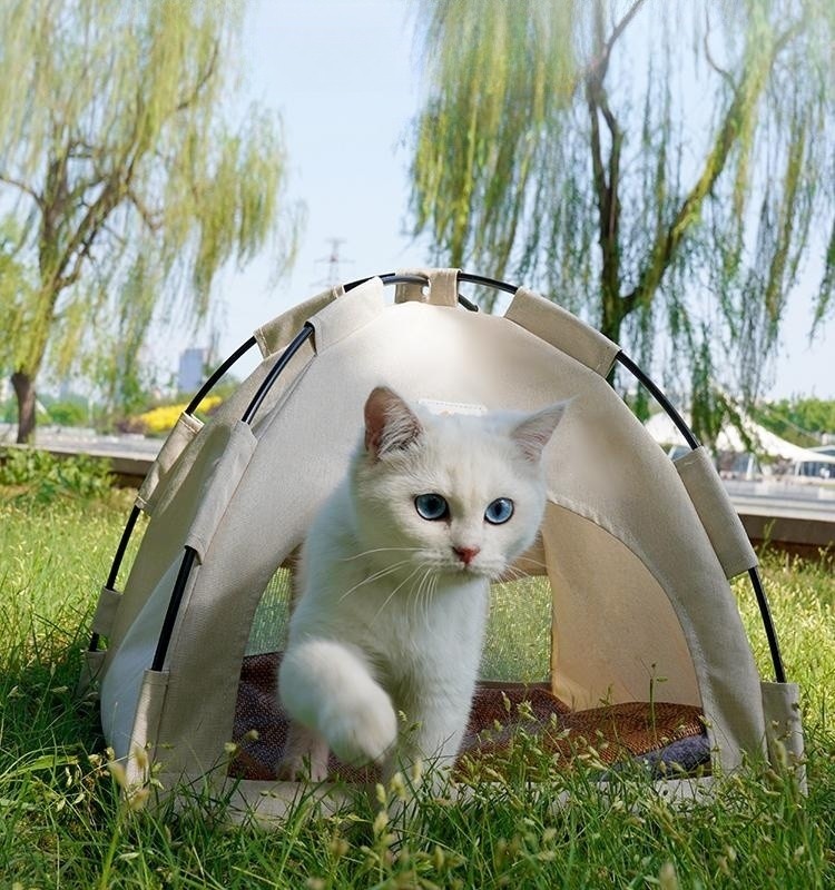 cat and tent in the outdoor