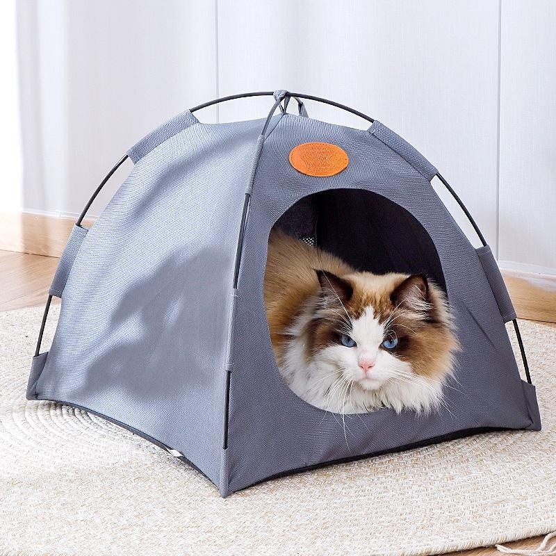 cat hide in tent