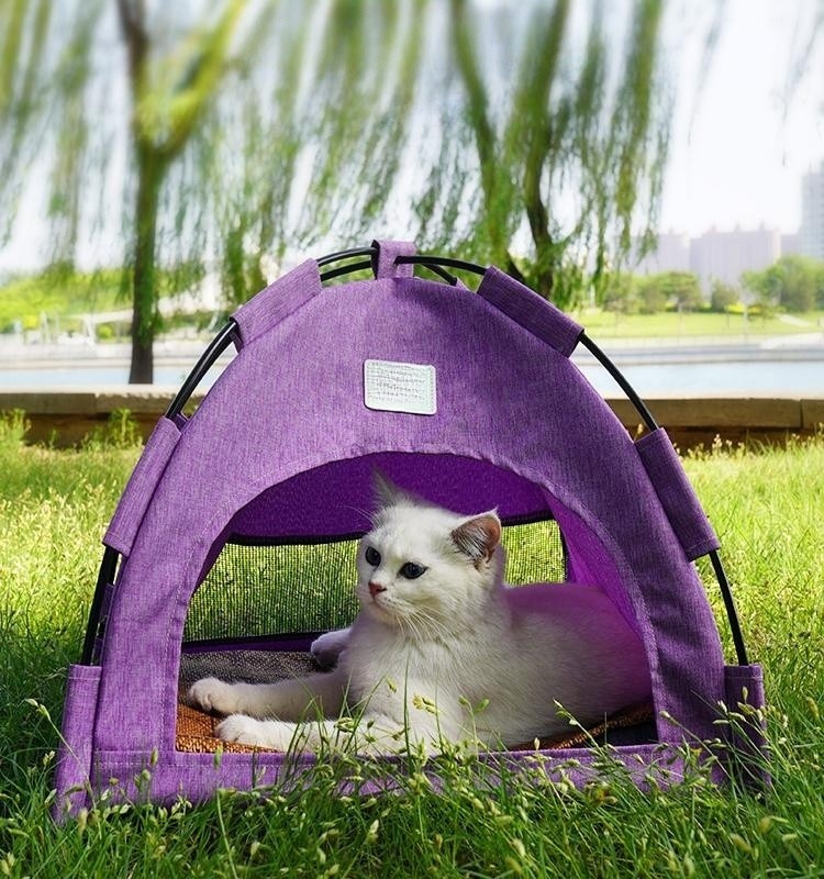 purple cat tent