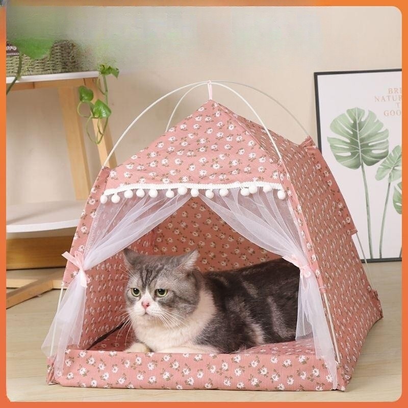 cat in tent 