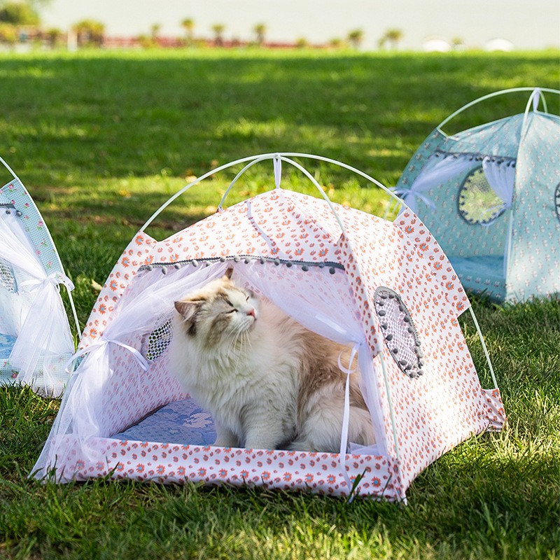 cat enjoys the sunshine in tent