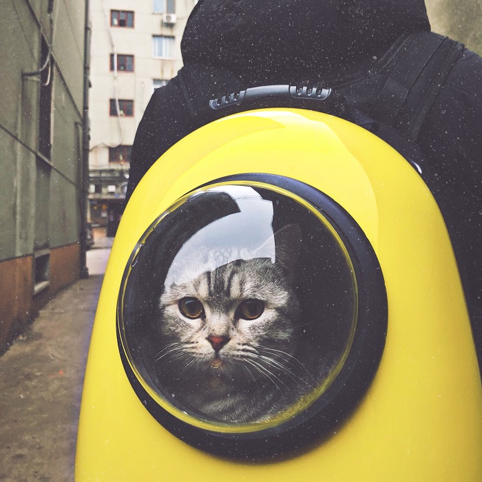 cat traveling bag