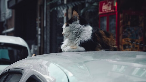 cat on the top of car